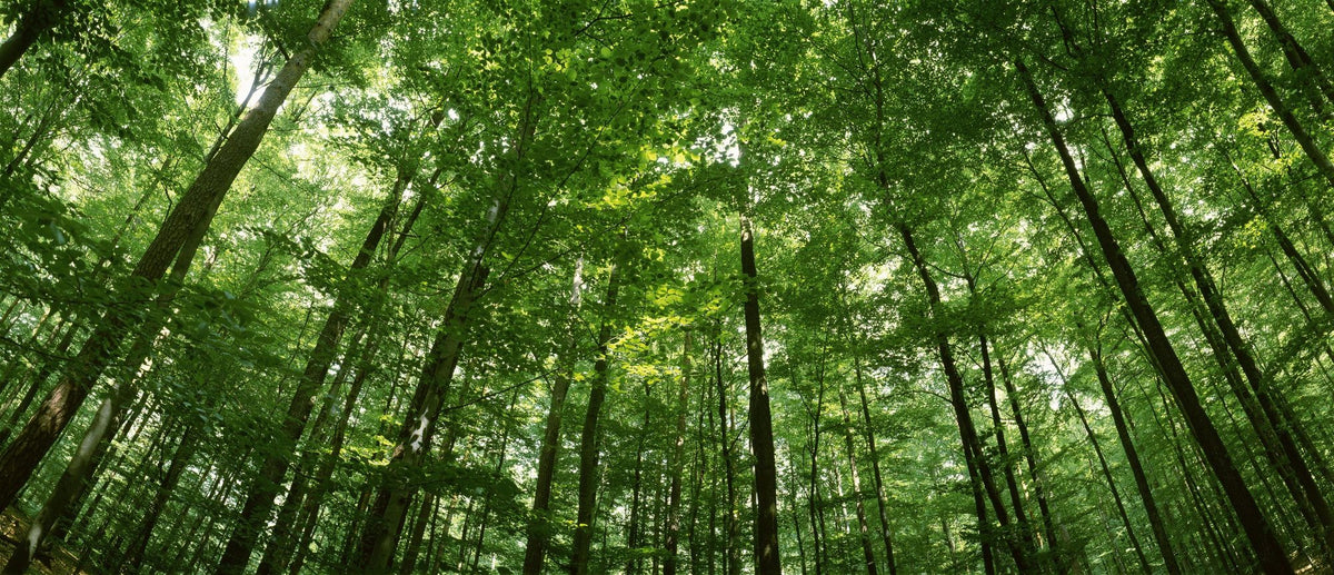 Woodland Serenity Mural Wallpaper - pure wallpaper artwork