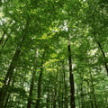 Woodland Serenity Mural Wallpaper - pure wallpaper artwork