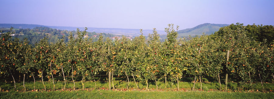 Abundant Orchard Mural Wallpaper