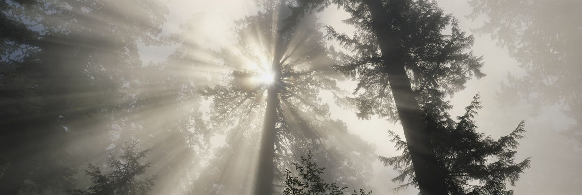 Mighty Redwood Mural Wallpaper - pure wallpaper artwork
