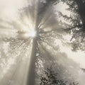 Mighty Redwood Mural Wallpaper - pure wallpaper artwork