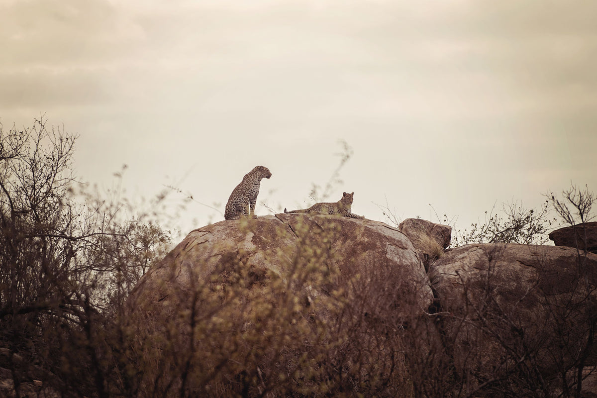 Leopard and Cub Mural Wallpaper - pure wallpaper artwork