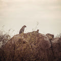 Leopard and Cub Mural Wallpaper - pure wallpaper artwork