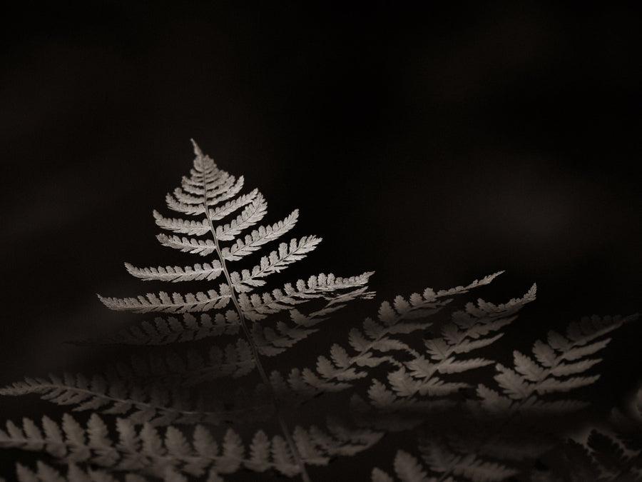 Forest Sunlight Sepia Mural Wallpaper