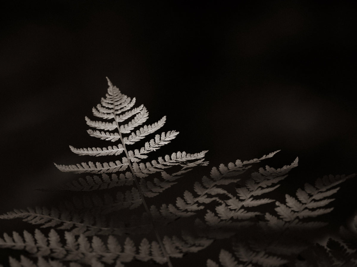 Forest Sunlight Sepia Mural Wallpaper - pure wallpaper artwork