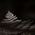 Forest Sunlight Sepia Mural Wallpaper - pure wallpaper artwork