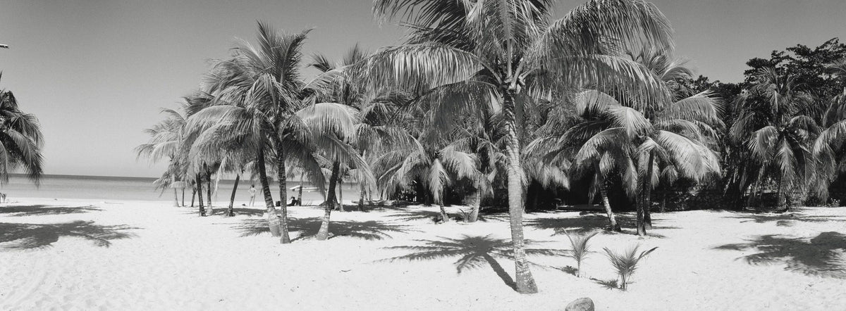 Palm Shadows Mural Wallpaper - pure wallpaper artwork