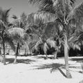 Palm Shadows Mural Wallpaper - pure wallpaper artwork