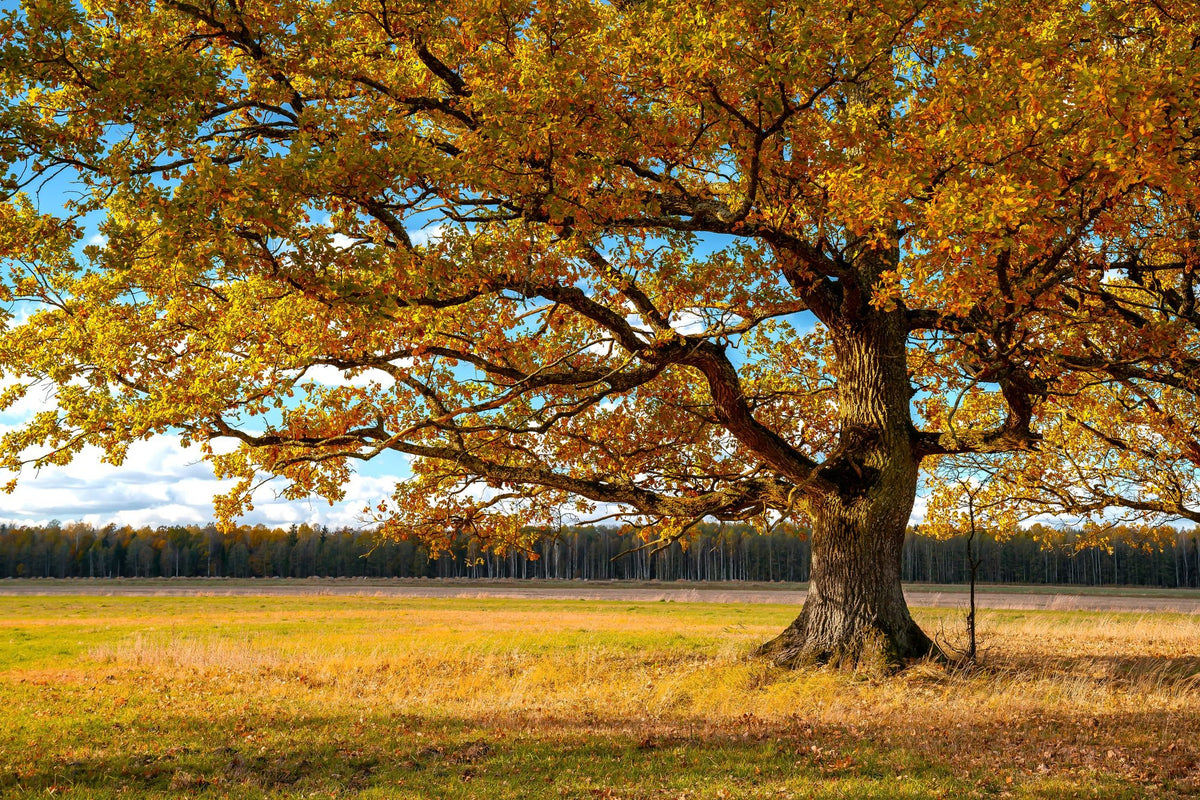 Golden Fall Tree Afternoon Mural Wallpaper - pure wallpaper artwork