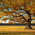 Golden Fall Tree Afternoon Mural Wallpaper - pure wallpaper artwork