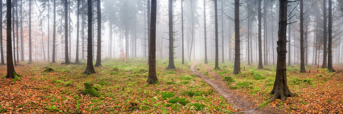 Foggy Forest Mural Wallpaper - pure wallpaper artwork