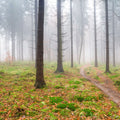 Foggy Forest Mural Wallpaper - pure wallpaper artwork
