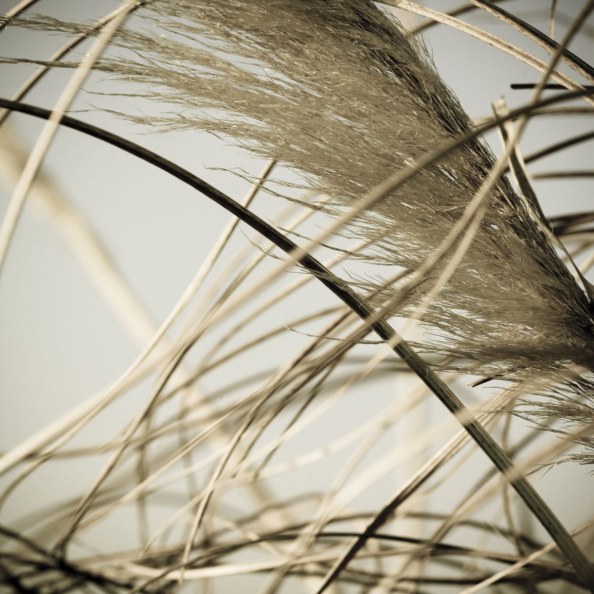 Beach Grass II Mural Wallpaper - pure wallpaper artwork