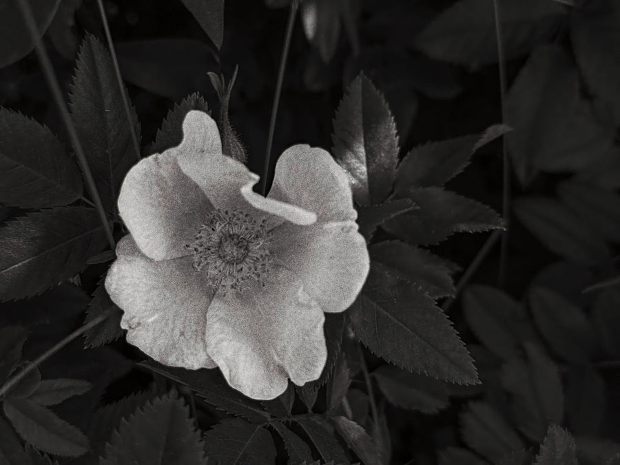 Wild Rose BW III Mural Wallpaper