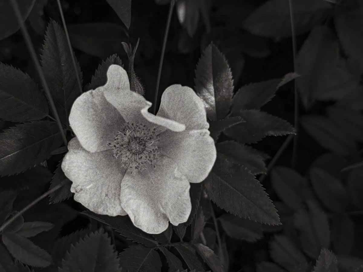 Wild Rose BW III Mural Wallpaper - pure wallpaper artwork