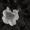 Wild Rose BW III Mural Wallpaper - pure wallpaper artwork