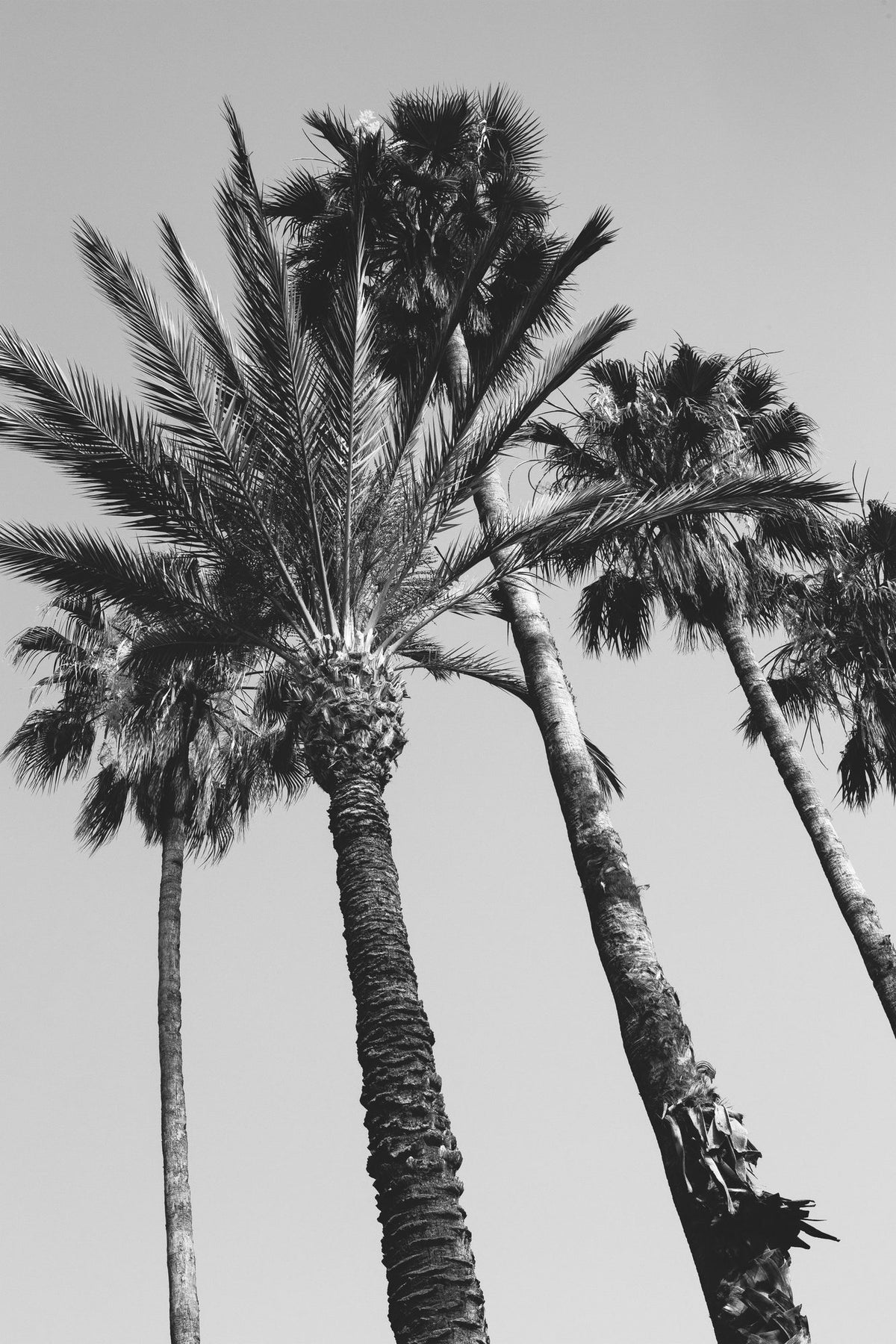 Pink Palms II BW Mural Wallpaper - pure wallpaper artwork