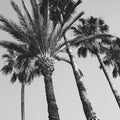 Pink Palms II BW Mural Wallpaper - pure wallpaper artwork