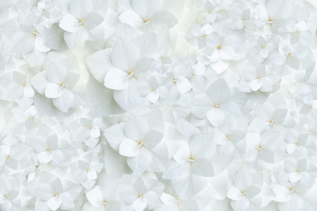 Hydrangea Whites Mural Wallpaper - pure wallpaper artwork
