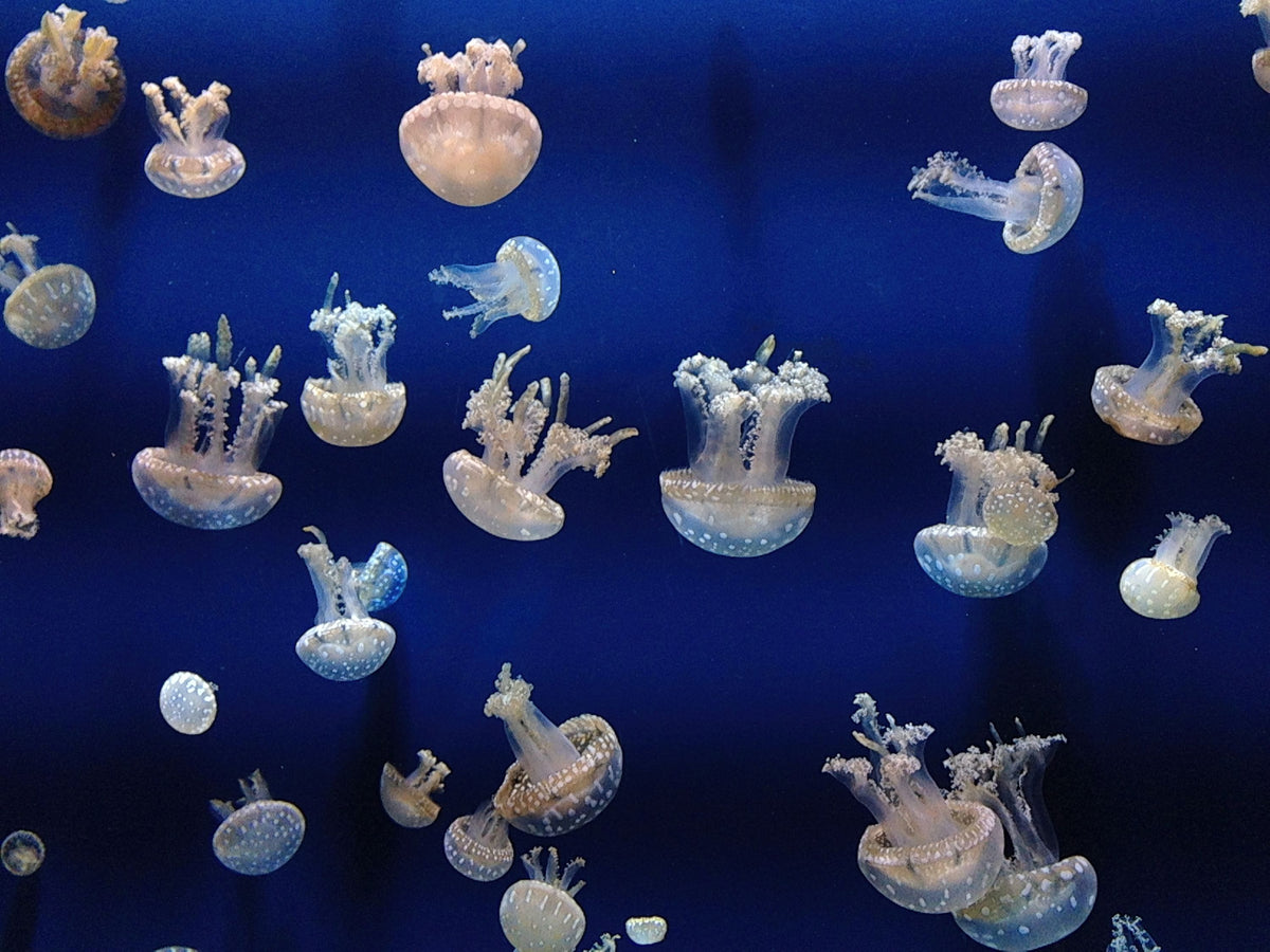 Jellyfish Mural Wallpaper - pure wallpaper artwork