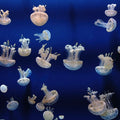 Jellyfish Mural Wallpaper - pure wallpaper artwork