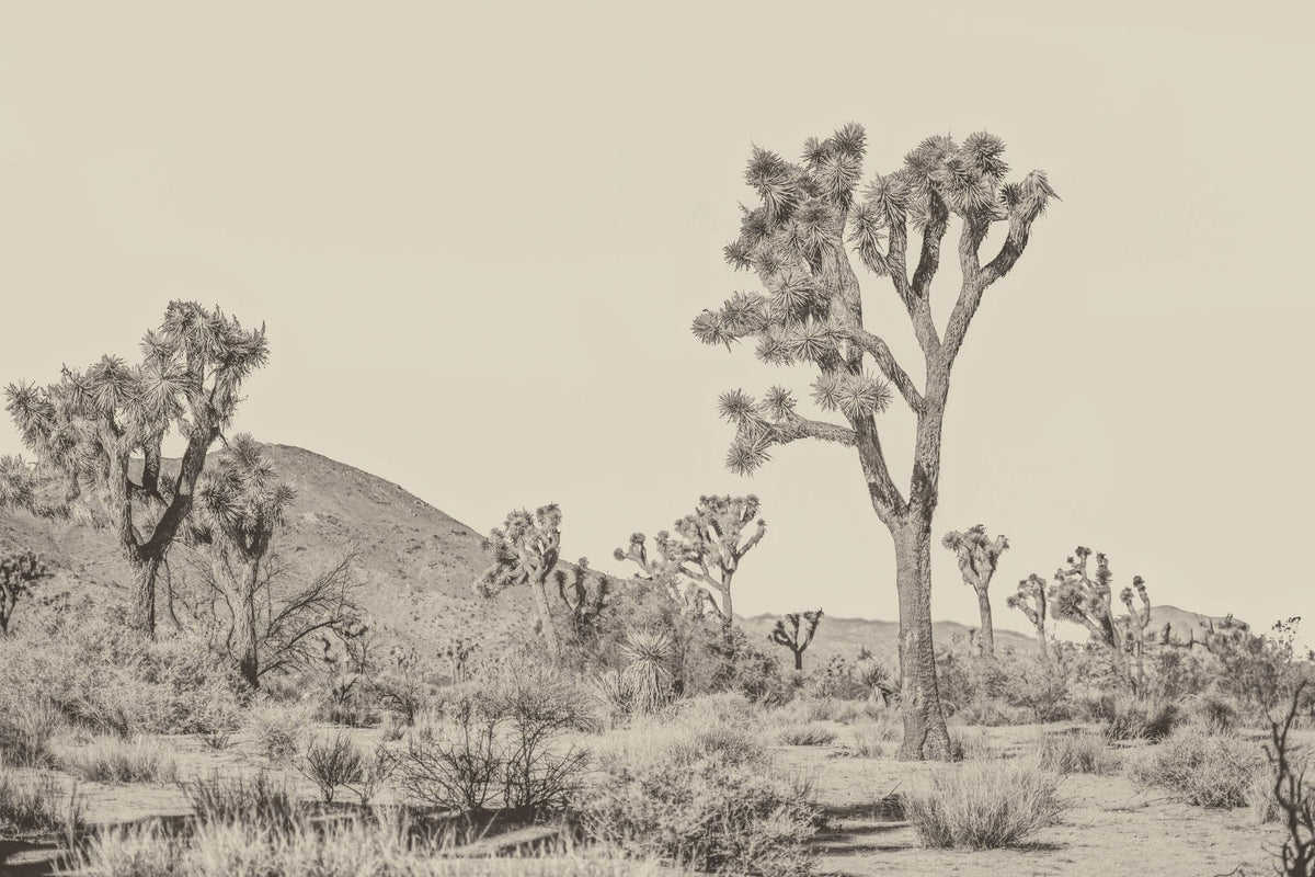Joshua Tree(s) Mural Wallpaper - pure wallpaper artwork