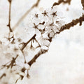 Natural Blossom Mural Wallpaper - pure wallpaper artwork