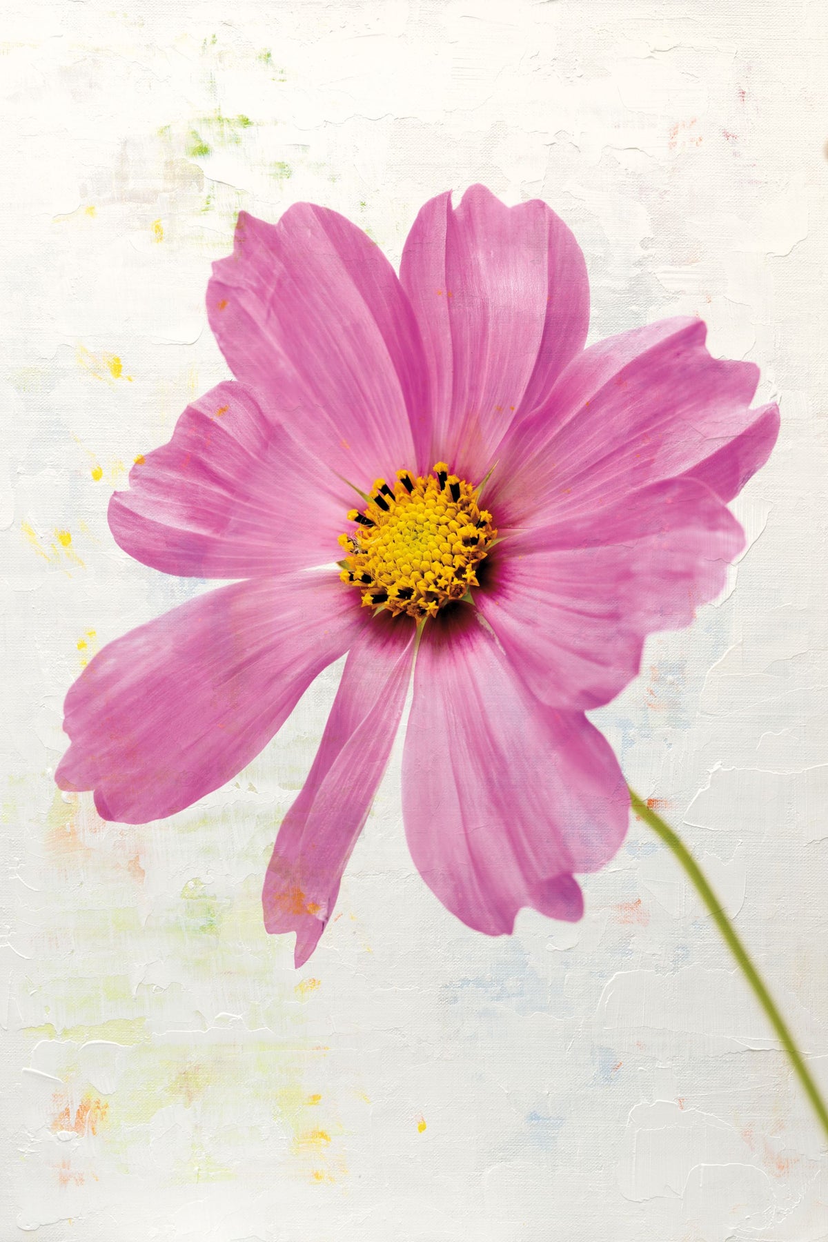 Wonderful Wildflowers XII Mural Wallpaper - pure wallpaper artwork