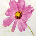 Wonderful Wildflowers XII Mural Wallpaper - pure wallpaper artwork