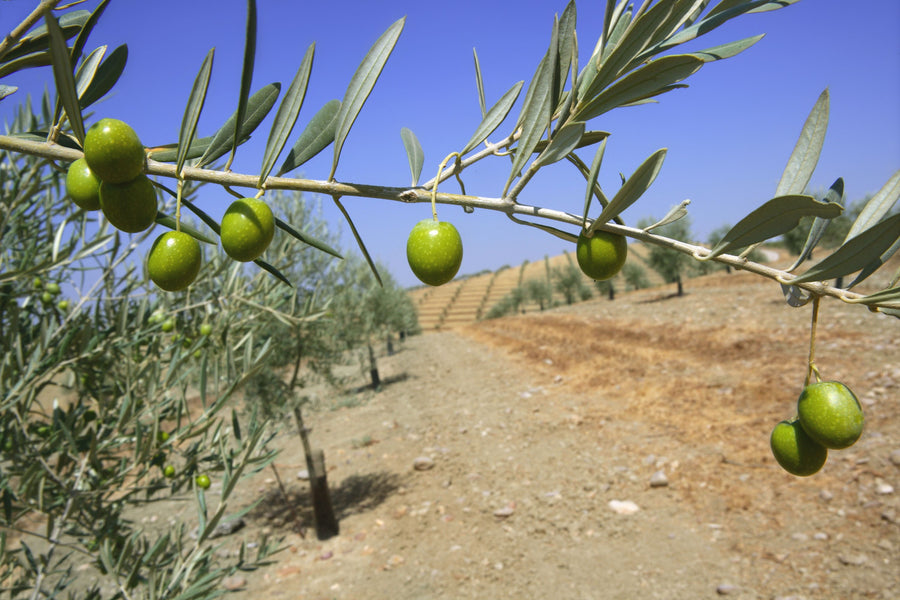 Olive Field Mural Wallpaper