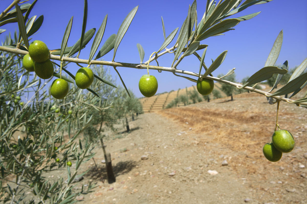 Olive Field Mural Wallpaper - pure wallpaper artwork