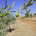 Olive Field Mural Wallpaper - pure wallpaper artwork