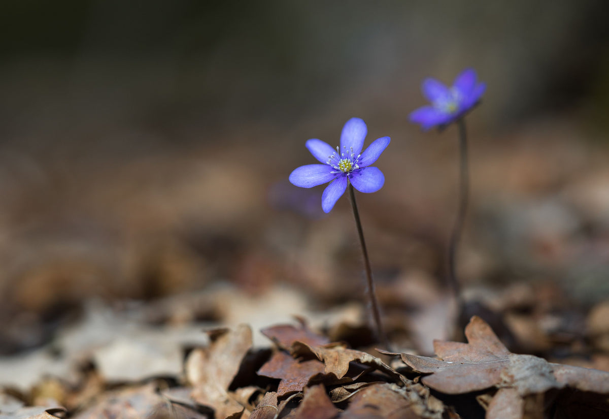 Hepatica Blooming Mural Wallpaper - pure wallpaper artwork