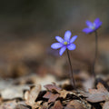 Hepatica Blooming Mural Wallpaper - pure wallpaper artwork
