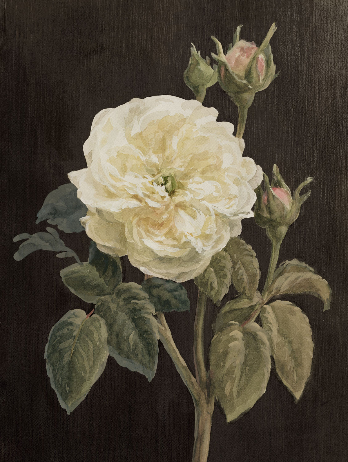 Heirloom White Rose on Black Mural Wallpaper - pure wallpaper artwork