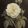 Heirloom White Rose on Black Mural Wallpaper - pure wallpaper artwork