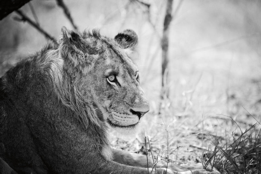 Young Lion BW Mural Wallpaper