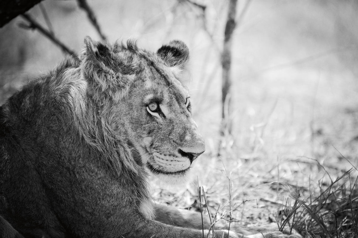 Young Lion BW Mural Wallpaper - pure wallpaper artwork