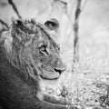 Young Lion BW Mural Wallpaper - pure wallpaper artwork