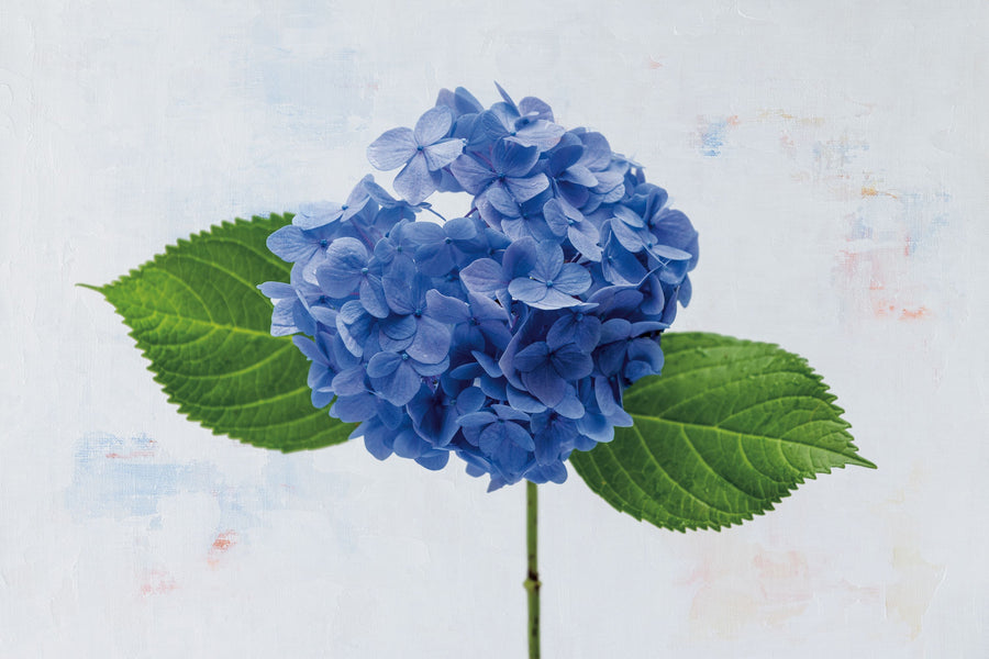 Bright Blue Hydrangea Mural Wallpaper