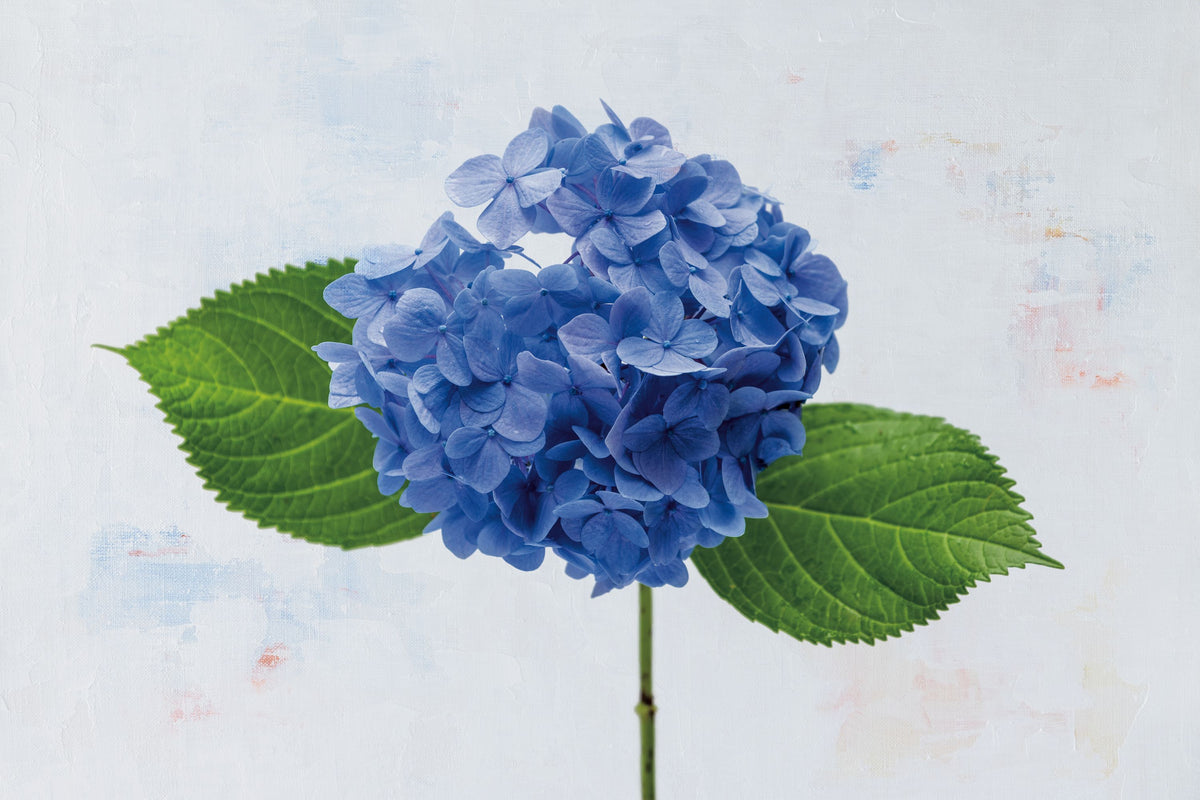 Bright Blue Hydrangea Mural Wallpaper - pure wallpaper artwork
