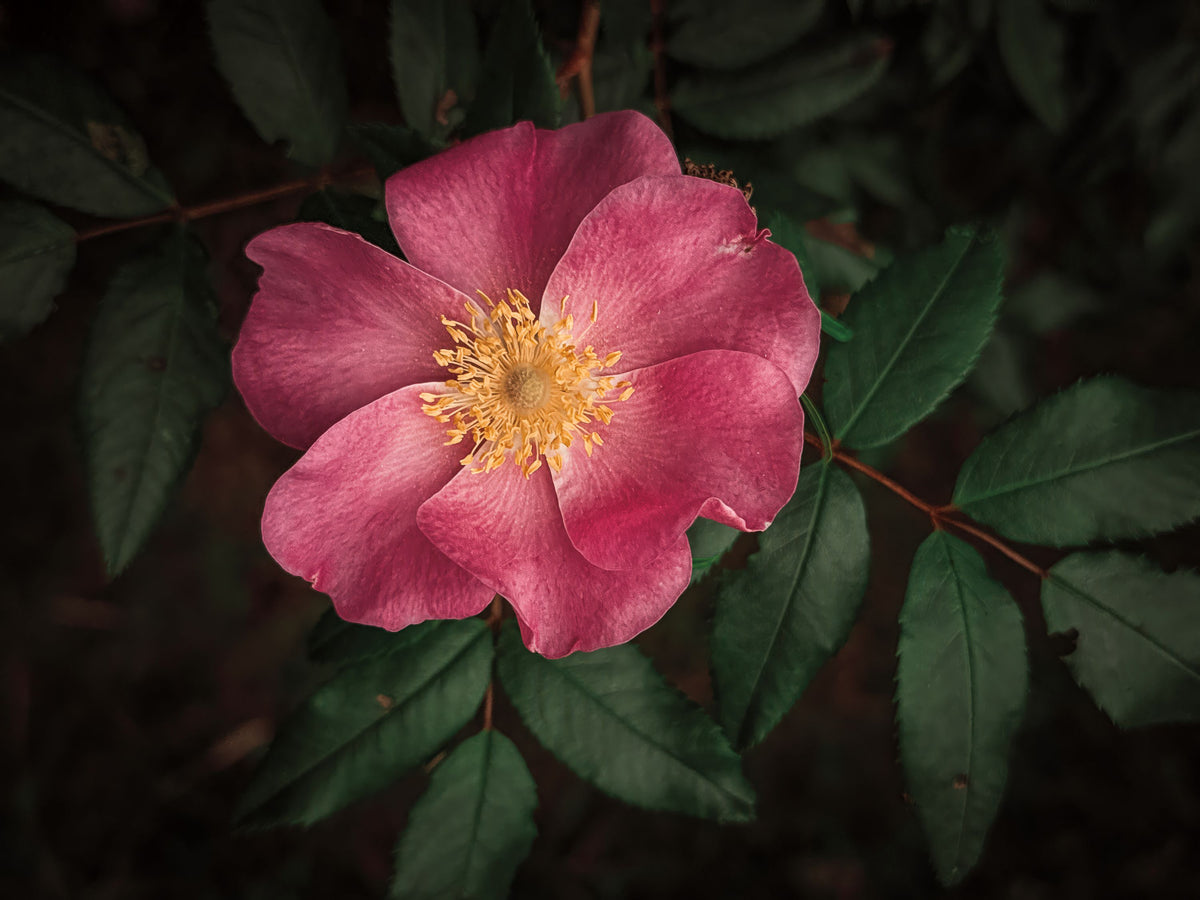 Wild Rose I Mural Wallpaper - pure wallpaper artwork
