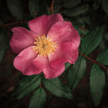 Wild Rose I Mural Wallpaper - pure wallpaper artwork