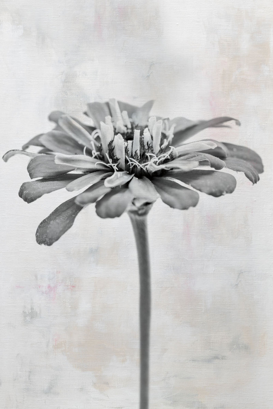 Wonderful Wildflowers IX Neutral Mural Wallpaper