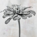 Wonderful Wildflowers IX Neutral Mural Wallpaper - pure wallpaper artwork