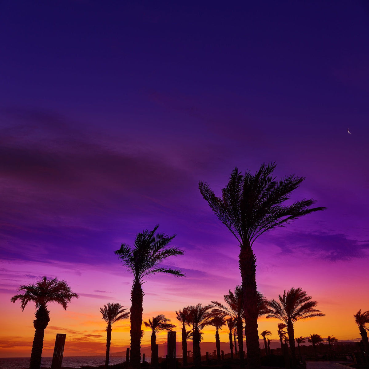 Retamar Palms Mural Wallpaper - pure wallpaper artwork
