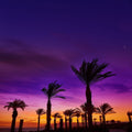 Retamar Palms Mural Wallpaper - pure wallpaper artwork