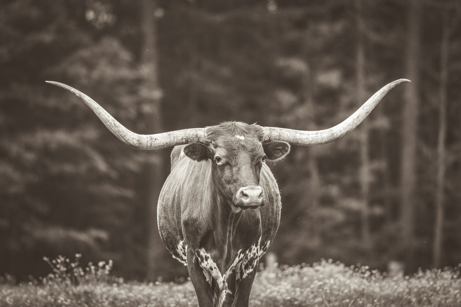 Longhorn Flowers Sepia Mural Wallpaper