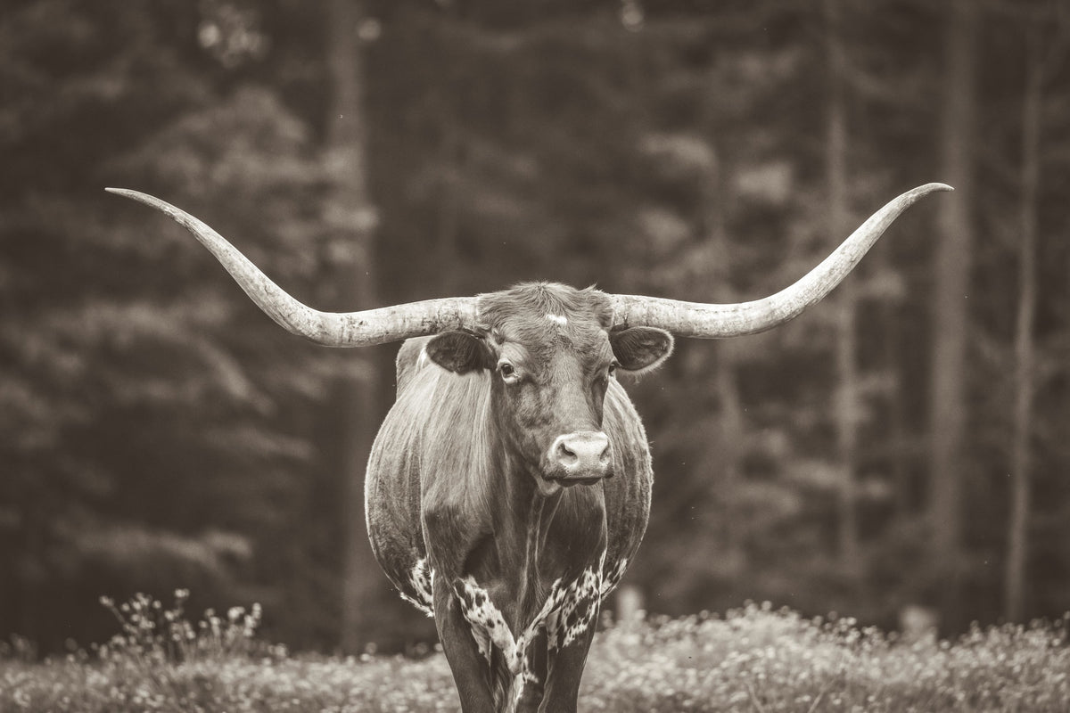 Longhorn Flowers Sepia Mural Wallpaper - pure wallpaper artwork