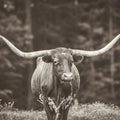 Longhorn Flowers Sepia Mural Wallpaper - pure wallpaper artwork